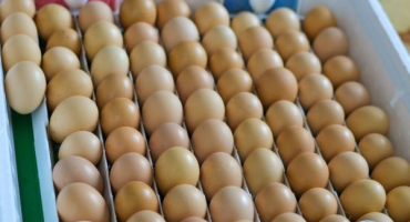 Jak správně snášet slepičí vejce v inkubátoru